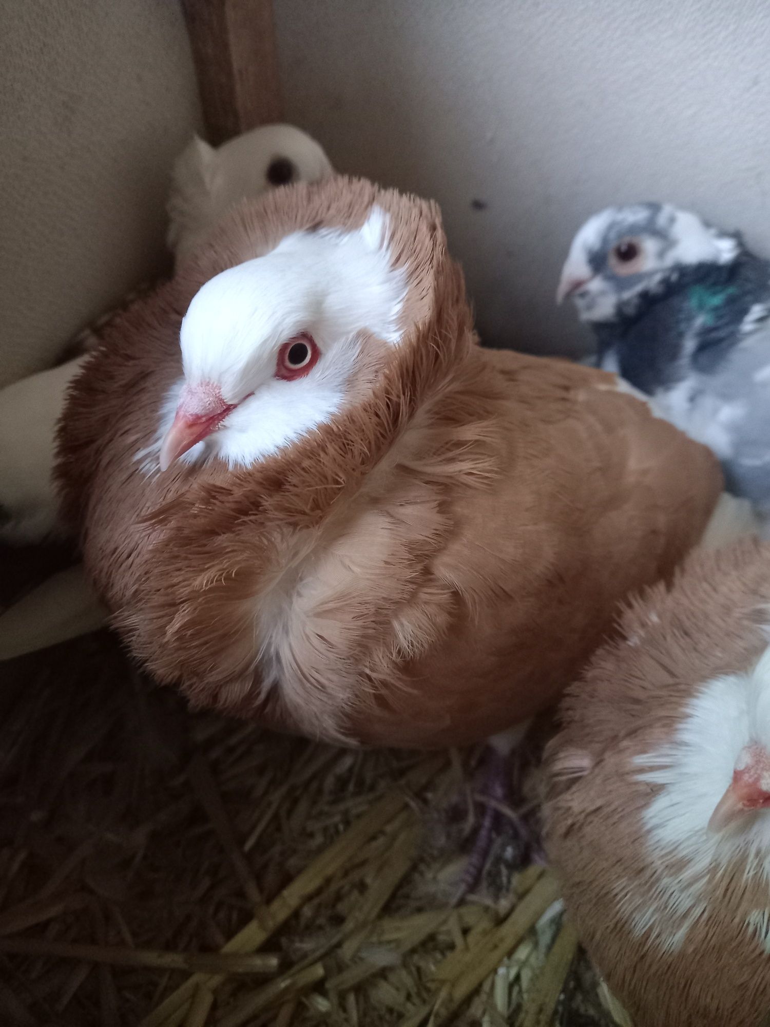 Vînd porumbei misurli gălățeni jucători cu  două moțuri și un singur m
