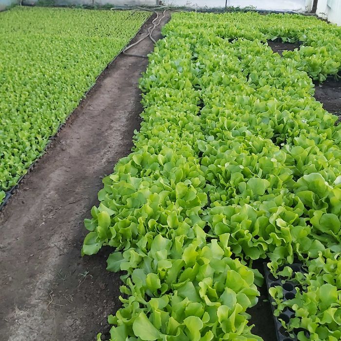 Vând răsad de salată.