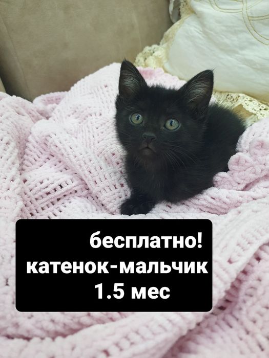 Бесплатно! Котёнок 1.5 мес. Мальчик