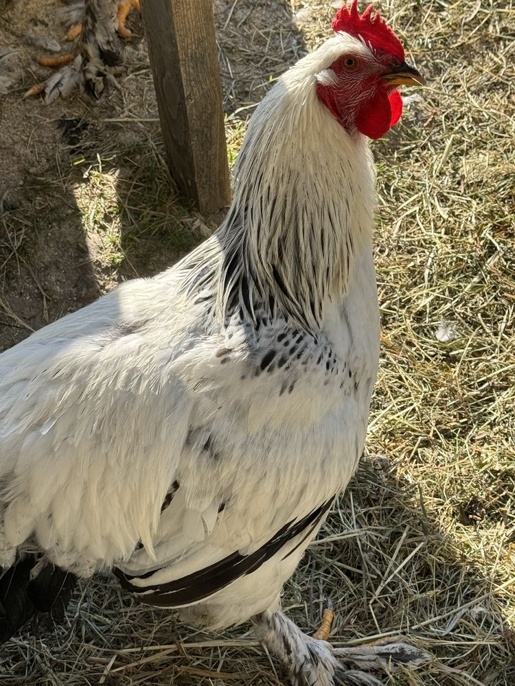 Vand sau schimb cu gaini cocosi brahma