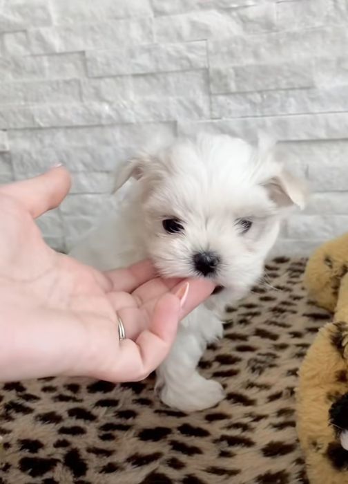 Bichon maltez mini toy