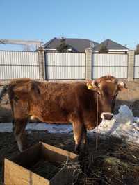 Продается молочная корова и телка, Алатауской породы
