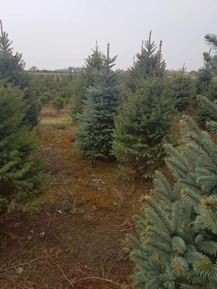 Copaci  Foiose Conifere plante ornamentale