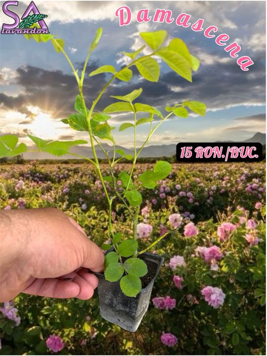 Trandafiri Dulceata,Lavanda Angustifolia Sevtopolis