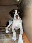 Caine de trufe-German Shorthaired Pointer