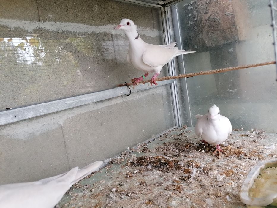 Калифорнийски пъдпъдъци и гугутки скумрийки.