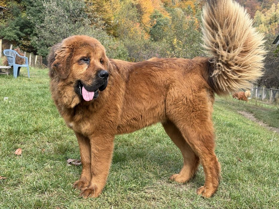 Mastiff Tibetan, femelă – 10 luni