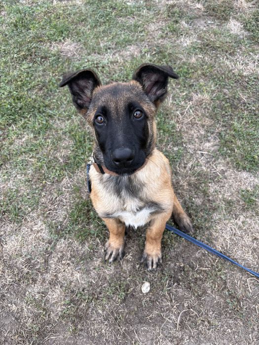 Mascul Malinois cu Pedigree FCI