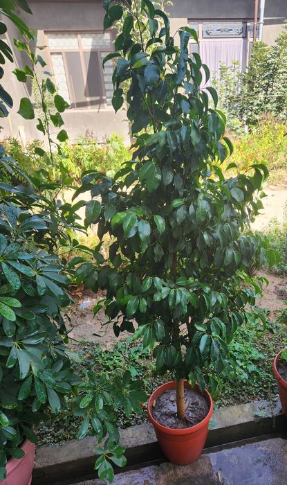 Цветок фикус бенджамина