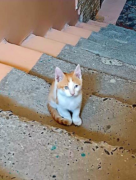 Котята даром в добрые руки