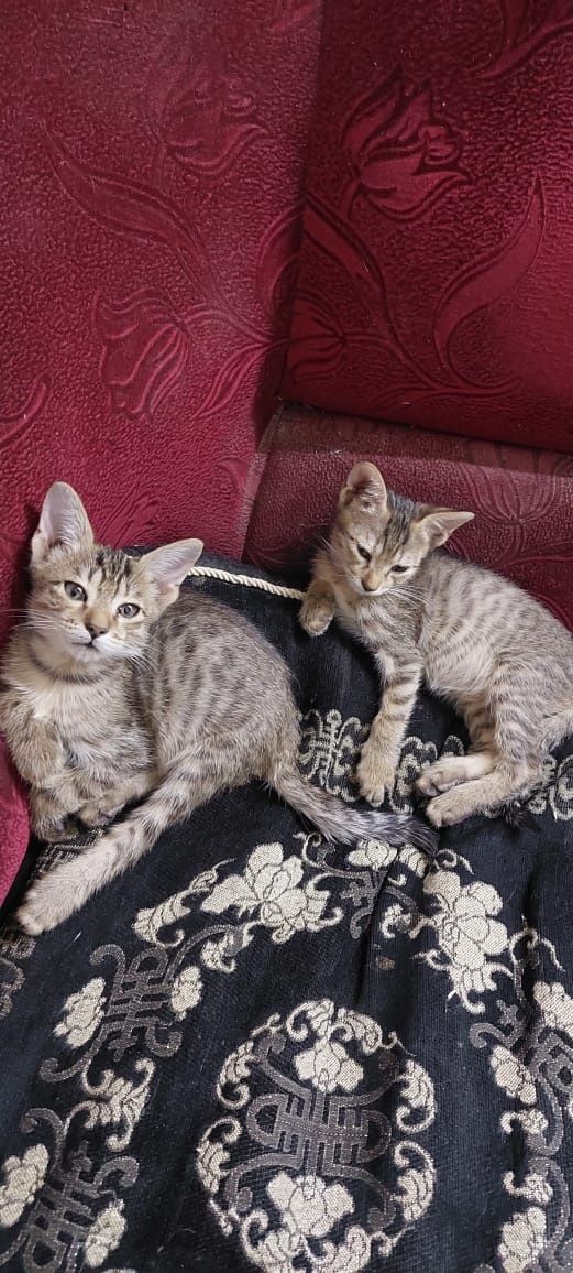 Котята в добрые руки. Г.Шымкент район Казбакалейторга