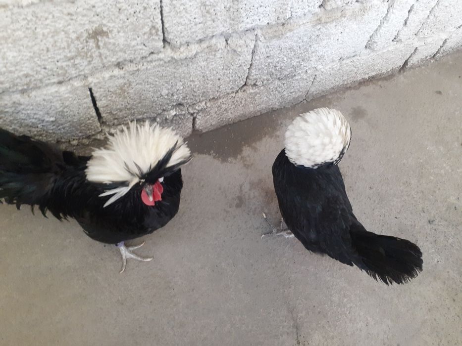 Голланка тухуми и жўжаси сотилади.