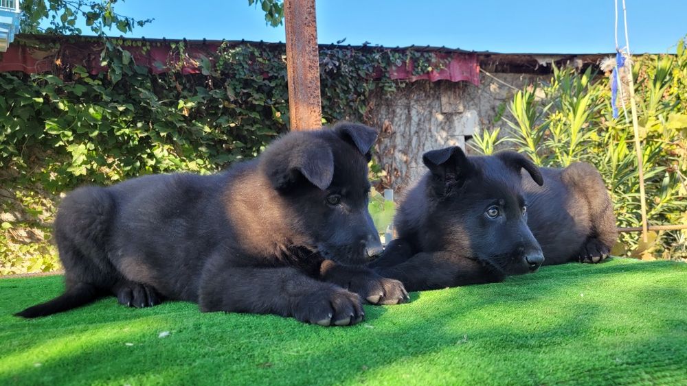 Ciobanesc  german linie lucru.