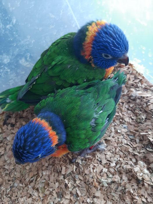 Papagali puiuți Lory