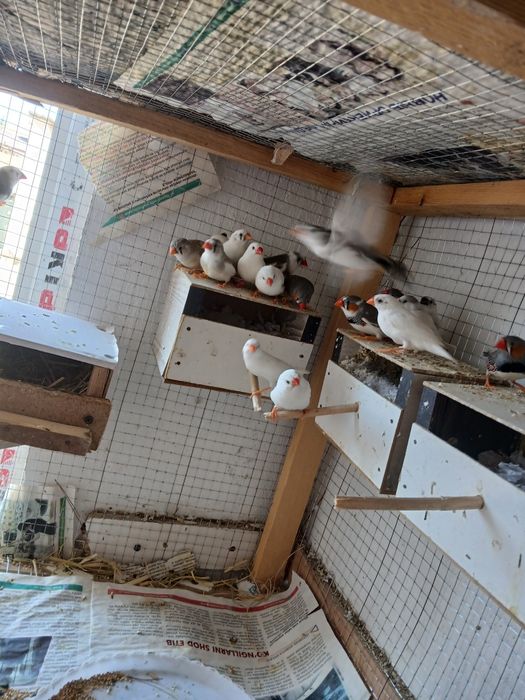 Smadinkalar sotiladi tayyor ishlab turgan paralar parasi 100 ming