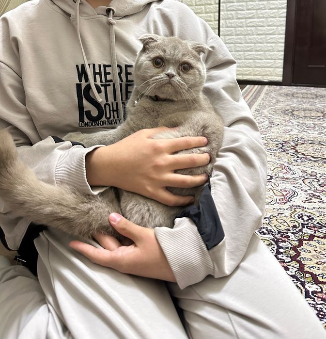 Продаю кошку парода Скоттиш фолд 7 месяцев