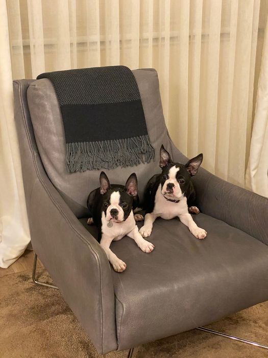 Кученца от породата БОСТЪН ТЕРИЕР