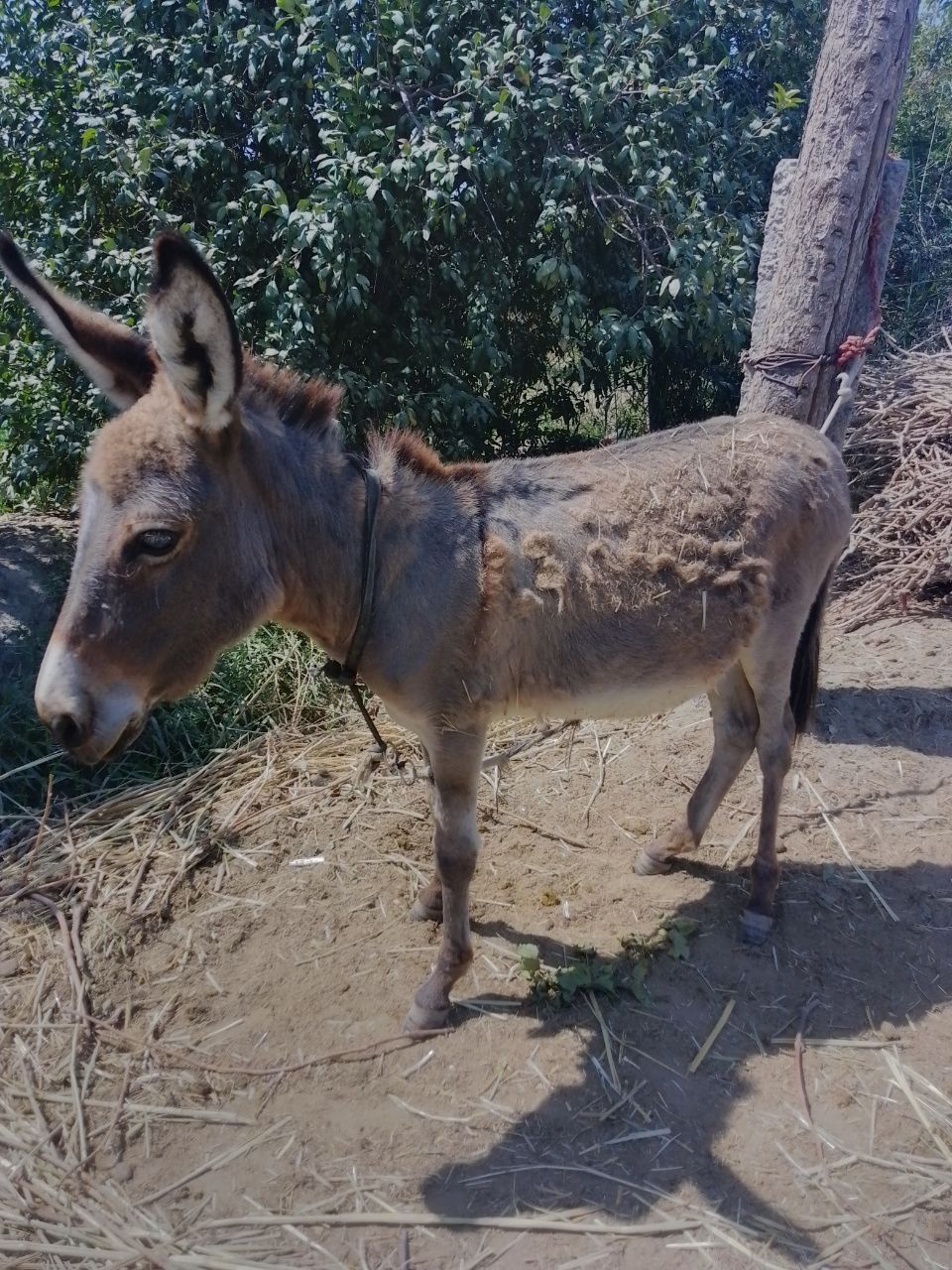 Eshak sotiladi nar kura qushilmagan aravaga