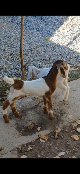 Осы битал-нуб пародалы лақтар сатылады