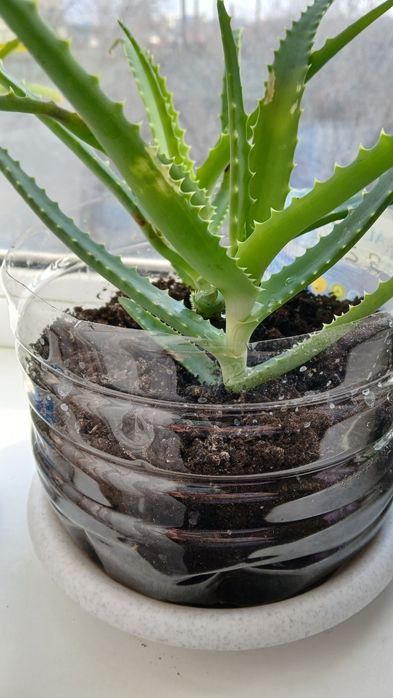 Комнатные растения