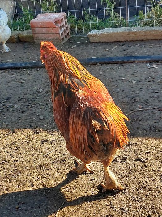 Петли млади 7 месеца