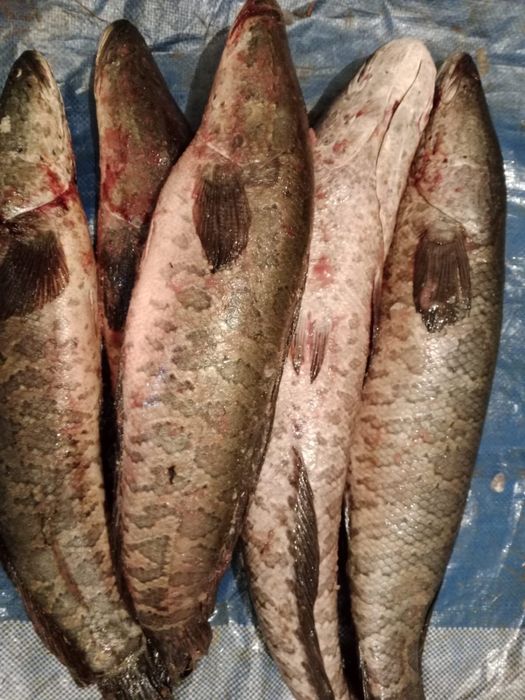 Арал жылан балық / Змеяголова  1200 тг/кг