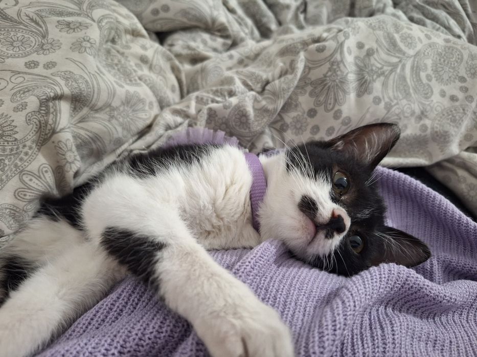 Ищу дом для котенка