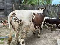 Vaca de vânzare,cu vițel