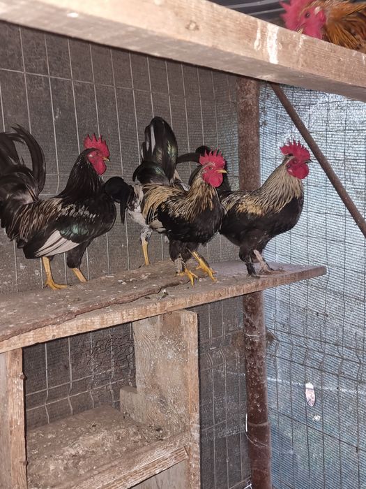 Vand cocosi pitici tineri
