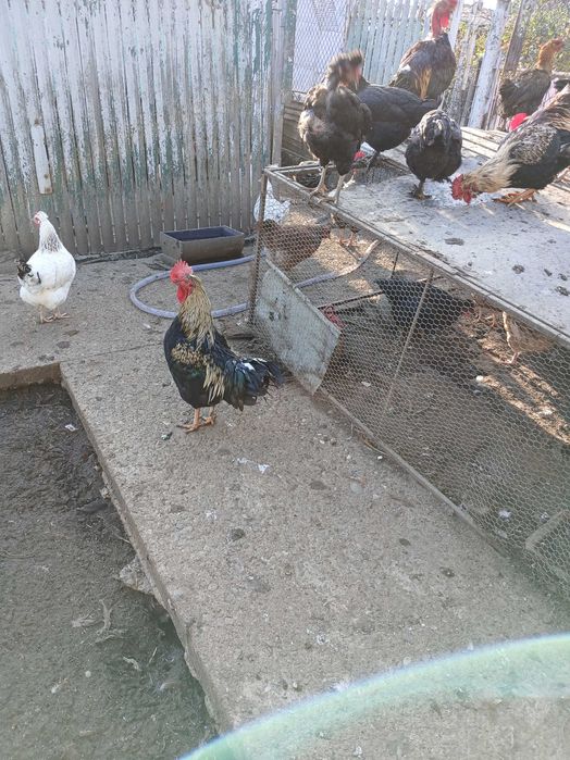 Vând cocoși de casă