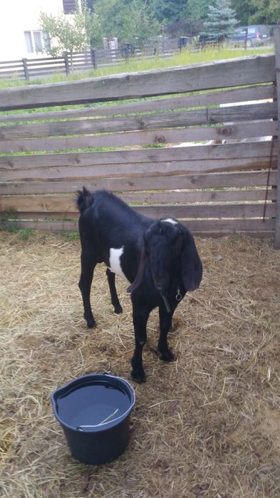 Se vinde rasã anglonubianã de 1 an