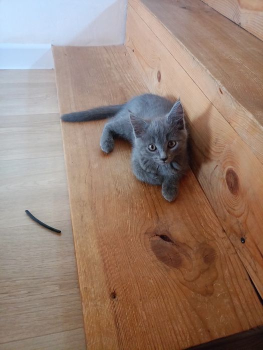 Котята, два месяца, мальчики.