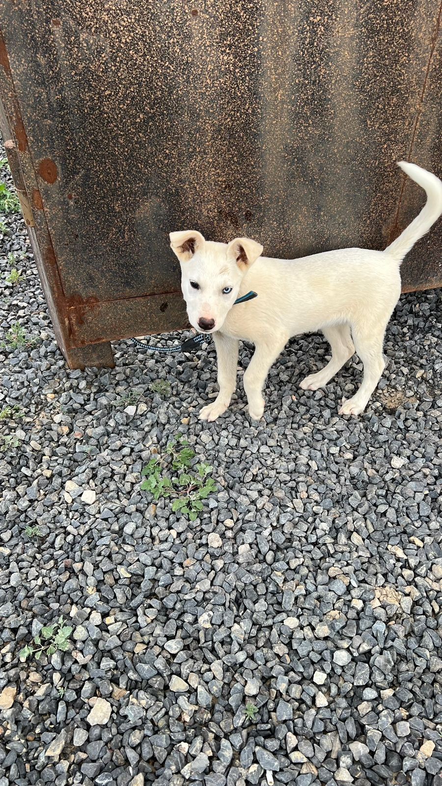 Белый щенок с красивыми разноцветными глазами
