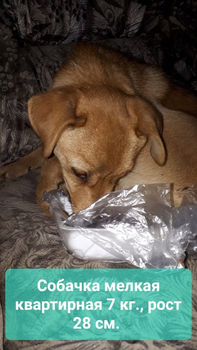 Собачка в ответственные руки