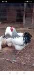 Pui sussex hd de 8 zile si 12 zile