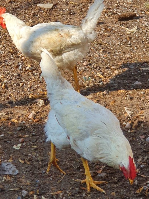 Продаётся петушки