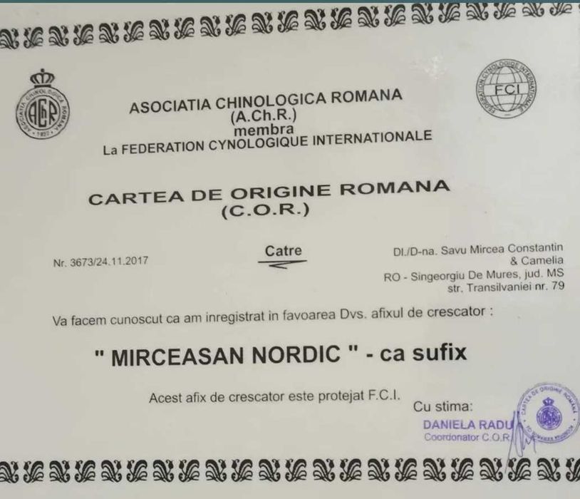 Pui Akita inu femela de top arbitrata, părinți multipli campioni.