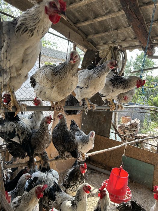 Vand gaini, sunt de anul asta si au inceput ouatul