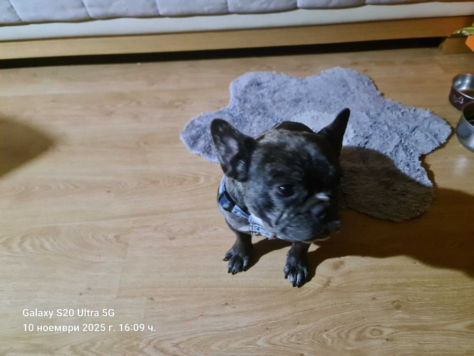 Продаваме женски френски булдог