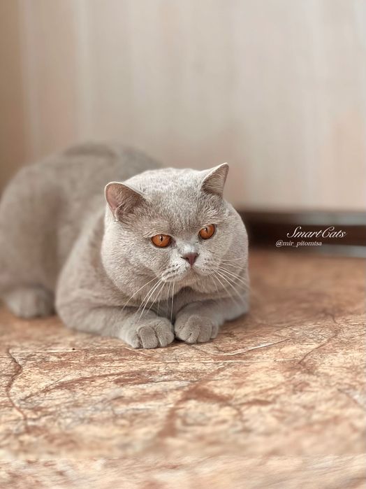 Вязка! Британский кот