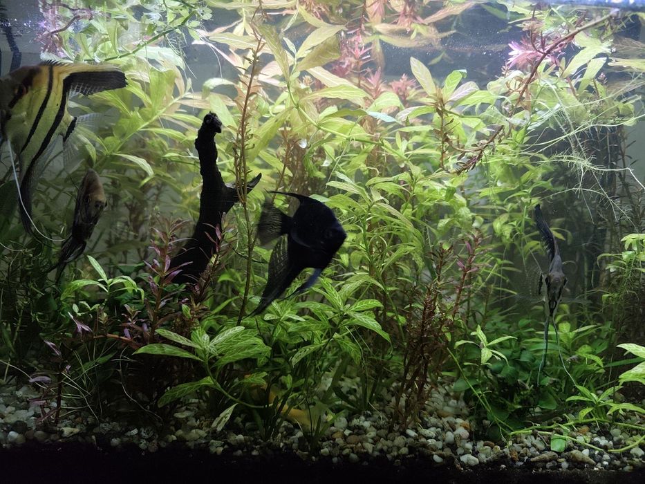 Vând 4 scalari sau schimb cu guppy