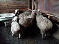 Продам баран овцы котные все три головы и ягненок вместе идет 4 месяца