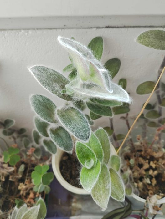 Бенджамин, традесканция, пилея, дифенбахия, гастения, алое, ледебурия