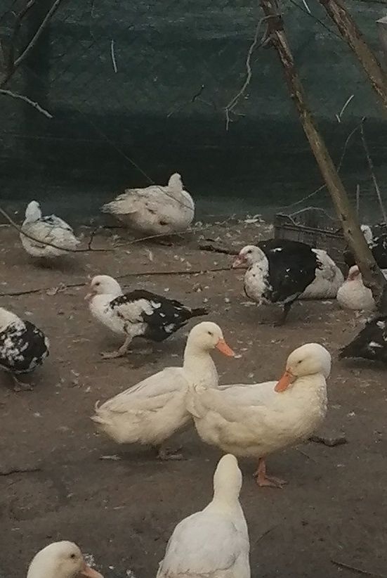 Rațe Pekin din 2024