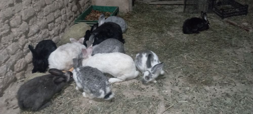 Quyonlar 180 mingdan optom tayyor