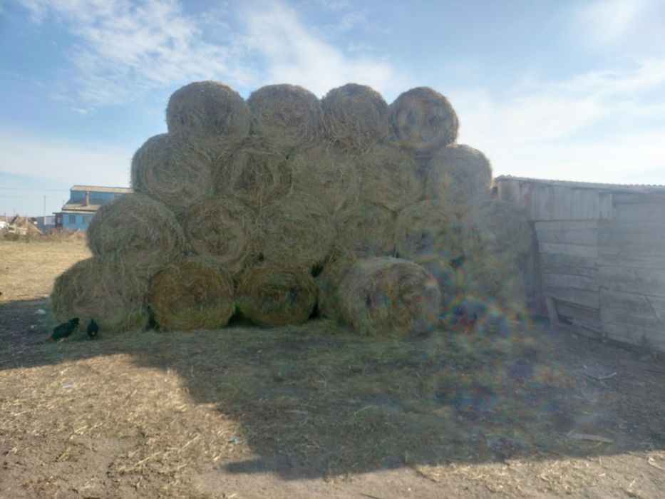 Продам сена в рулонах цена 7000 тысяч