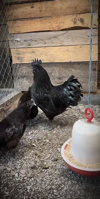 Cocos Ayam Cemani