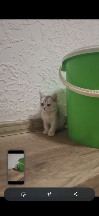 Serebristiy shinshila sotiladi