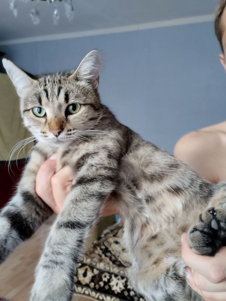 Кошечка ищет дом