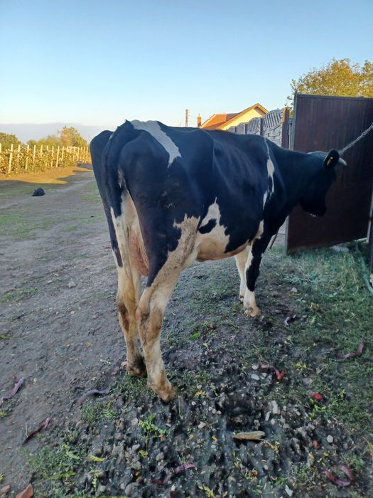 Vând vaca tânără